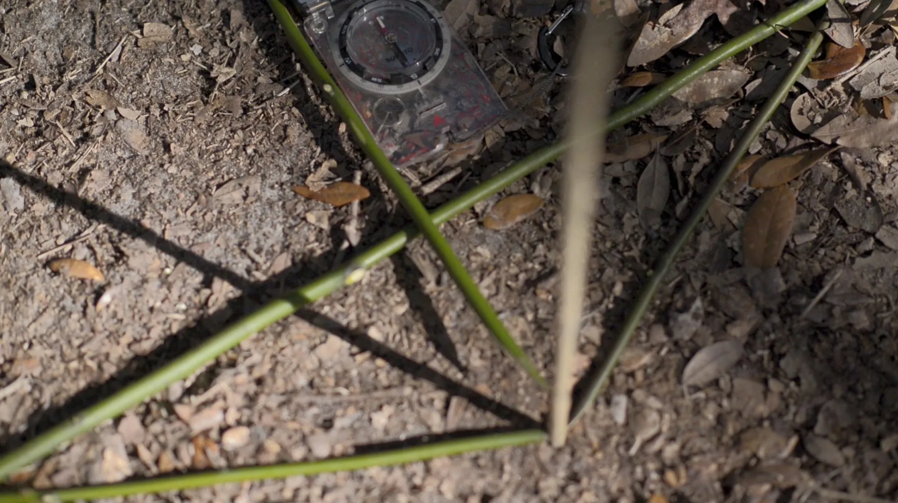 Into the Woods USB Flash Drive   Free Streaming Limited Offer