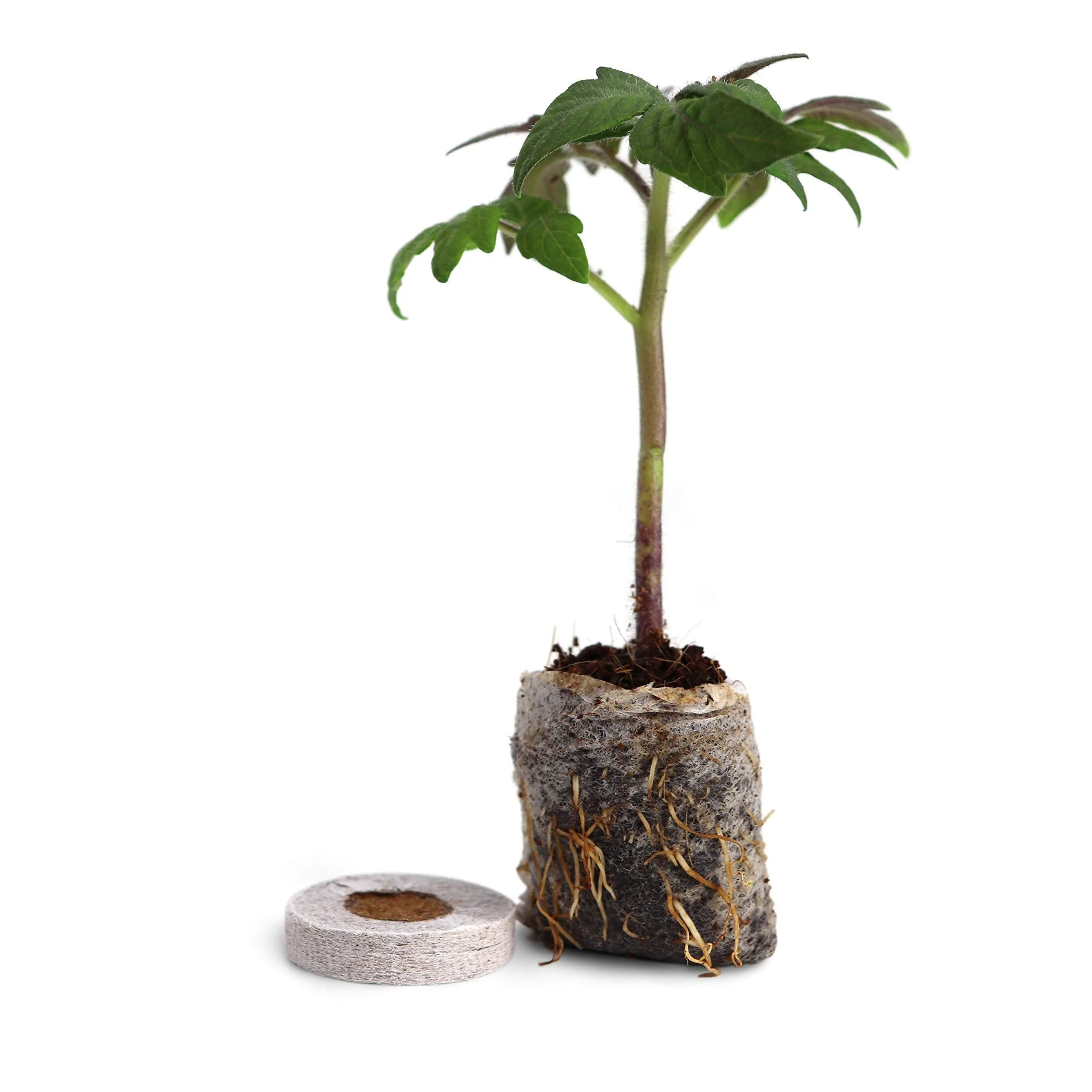 Window Garden - Tomato Vegetable Starter Kit - Grow Your Own Food. Germinate Seeds on Your